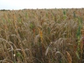 Wild bird options in stewardship can attract a payment of up to �475/hectare