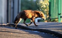 Foxes Live on Channel 4 - The Debate!
