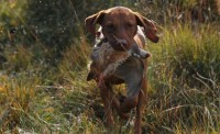 An Idiots Guide To Handling Working Dogs