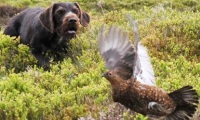 Counting Grouse Pairs in Scotland 2012