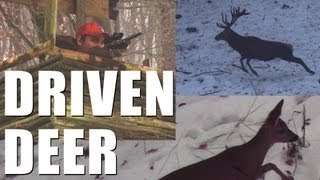 Fieldsports Britain : Driven deer + boar,...