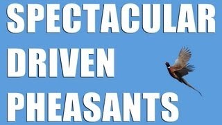Fieldsports Britain : Screaming pheasants...