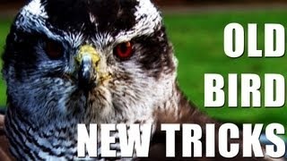 Fieldsports Britain : Training goshawks to...