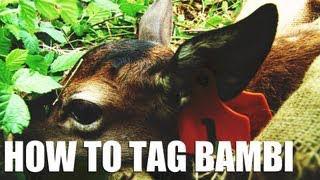 Fieldsports Britain : Bambi-catching,...