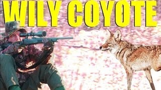 Fieldsports Britain : Wily coyotes, Shot...