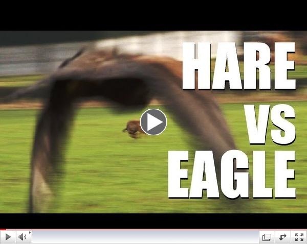 Fieldsports Britain : Hare vs eagle +...