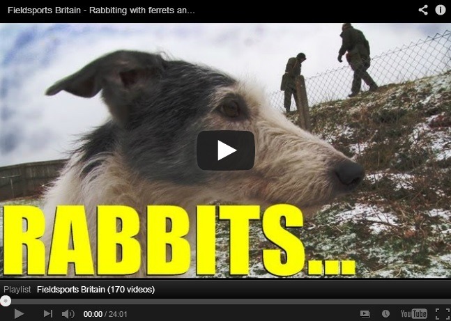 Fieldsports Britain : Rabbiting with...