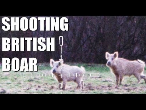 Fieldsports Britain: White wild boar and...