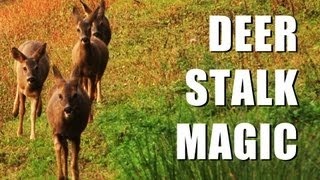Fieldsports Britain : Close encounters...