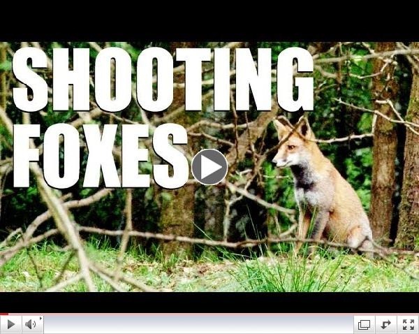 Fieldsports Britain : Shooting foxes