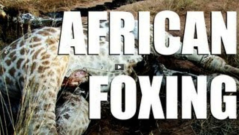 Fieldsports Britain : The day of the...