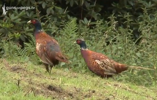 The GWCT Released Pheasant Appeal