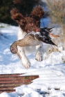 Second Place - This is a perfectly timed photo and has many great things about it, least of all, Oakleys ears!|This is my brothers springer spaniel Oakley retrieving a duck and jumping a cattle grid during a shoot held on 9th Jan. This is a small shoot with 15 guns held nr Crewkerne somerset. - Nick Chant