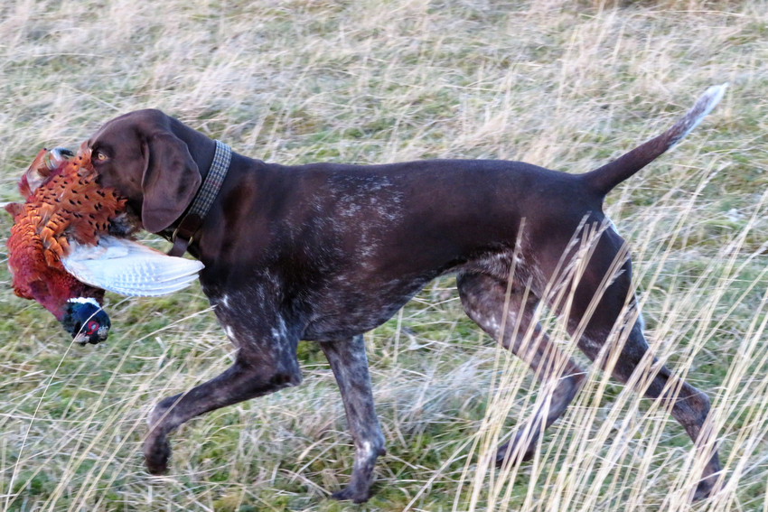 Gundogs For Sale GunsOnPegs Classifieds