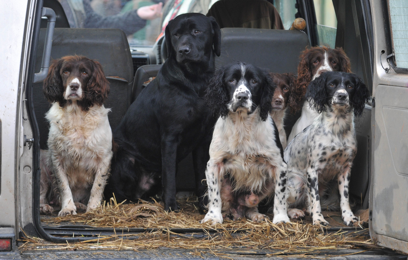 ben randall gundogs