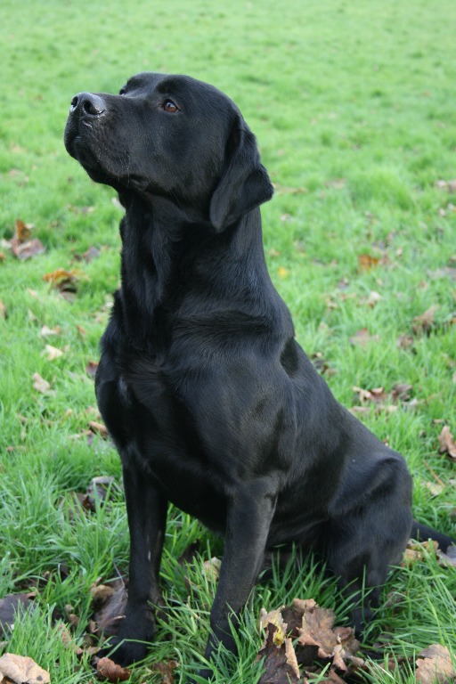 Fenway labrador sales puppies for sale