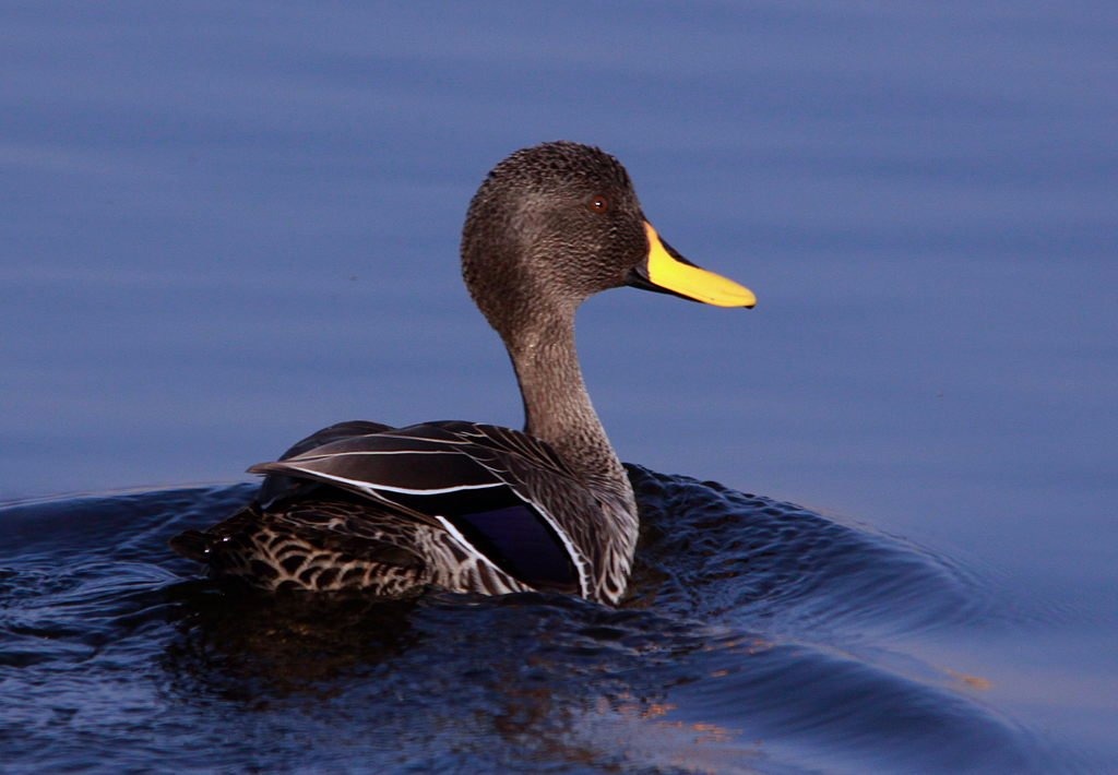 Part 1 The Waterfowl species of Southern Africa Dr. Willem Moore