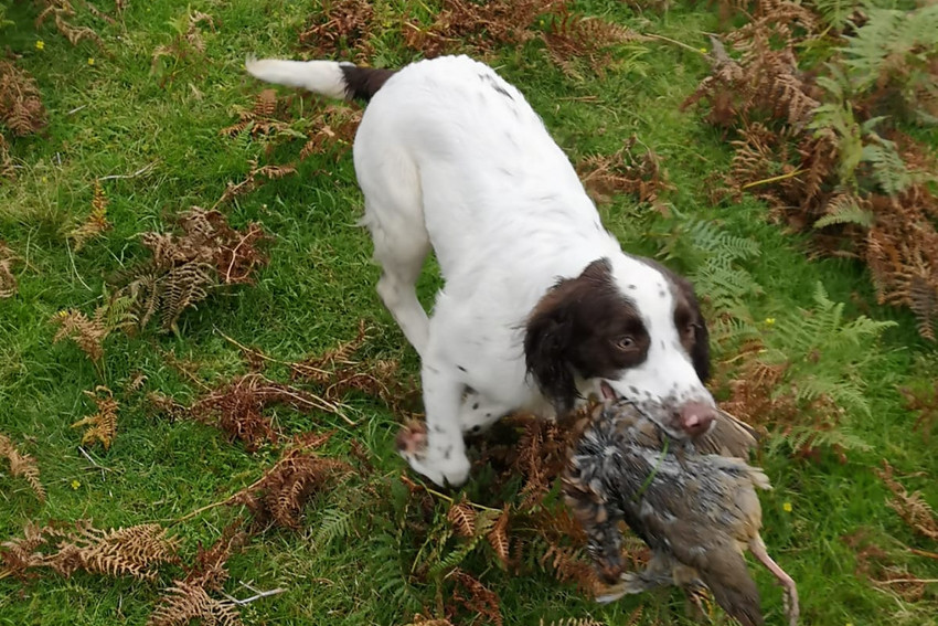 Gundogs For Sale GunsOnPegs Classifieds