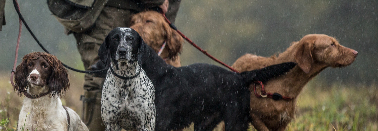 gun dog leash