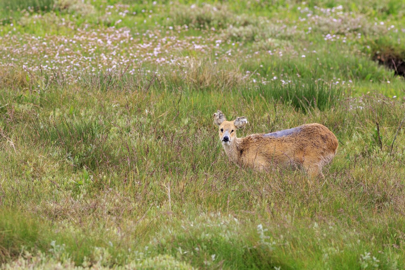 Do I need DSC1 to go deer stalking? - GunsOnPegs