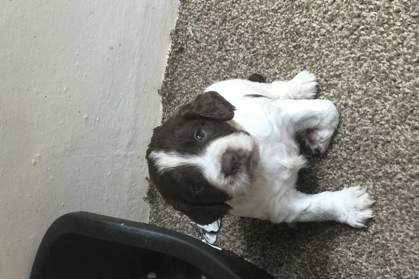 Gundogs For Sale GunsOnPegs Classifieds